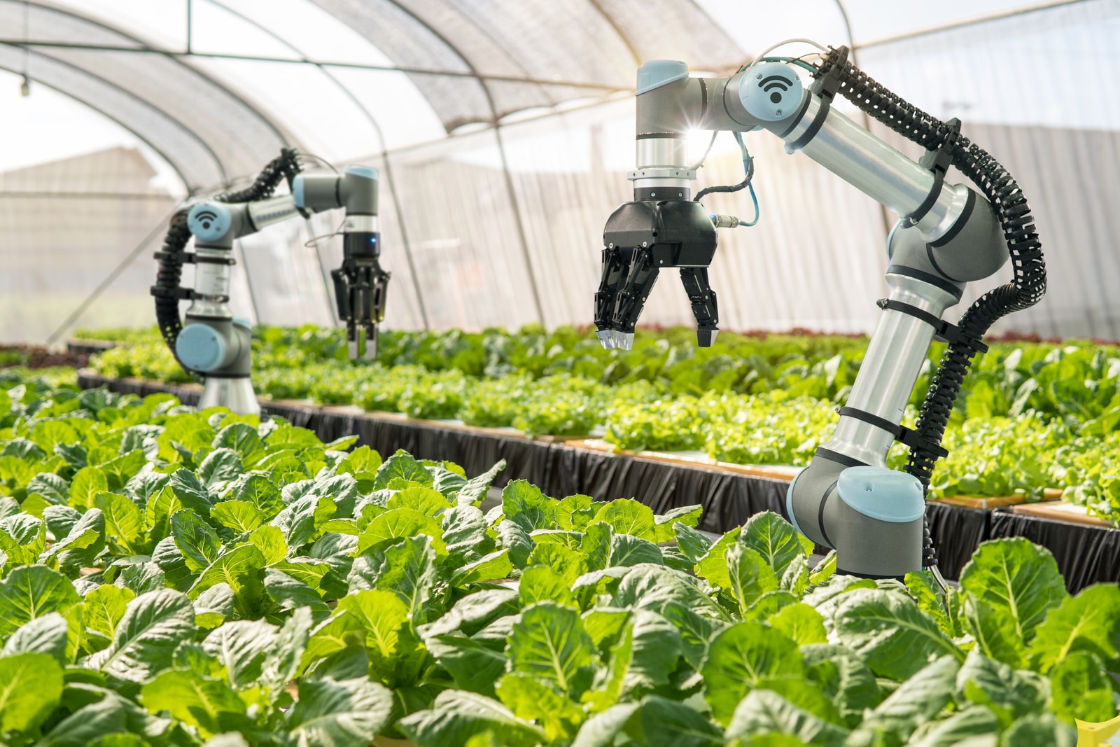 Machines working on plants.