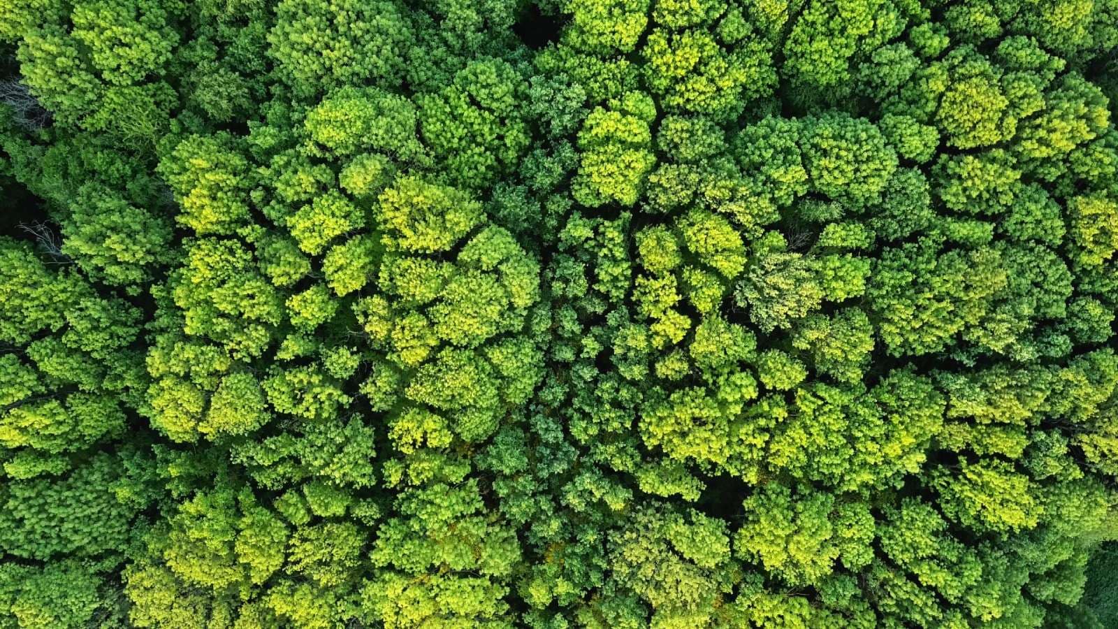 Wald von oben
